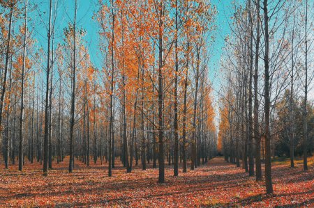 Photo for Autumn straight colorful trees in forest - Royalty Free Image