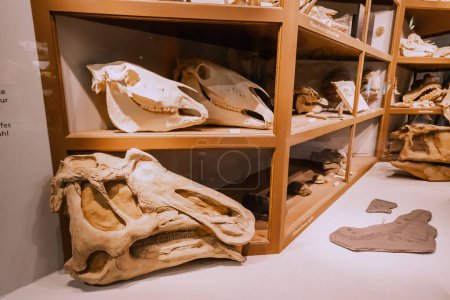 Photo for 26 July 2022, Munster Natural History Museum, Germany: dinosaur skulls on the shelves of the museum demonstrating scientific discoveries and the theory of evolution - Royalty Free Image