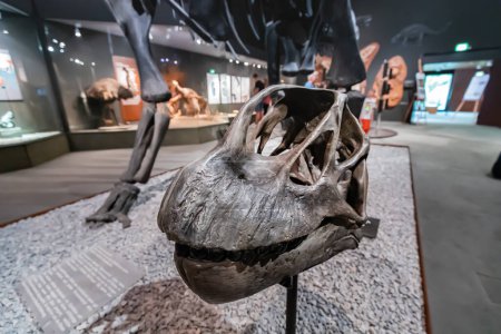 Foto de 26 de julio de 2022, Museo de Historia Natural de Munster, Alemania: Cráneo de dinosaurio saurópodo de Camarasaurus en la exposición, que demuestra los descubrimientos científicos y la teoría de la evolución - Imagen libre de derechos