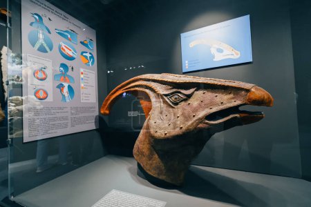 Photo for 26 July 2022, Munster, Germany: A model of a parasaurolophus head with a recognizable shape of a skull with a resonant cavity that allows to cool the blood, and perhaps even sing - Royalty Free Image