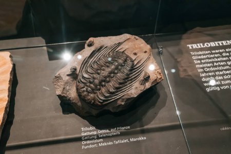 Foto de 26 de julio de 2022, Munster, Alemania: Restos fosilizados de un antiguo artrópodo - trilobite en exhibición en el Museo de Historia Natural - Imagen libre de derechos
