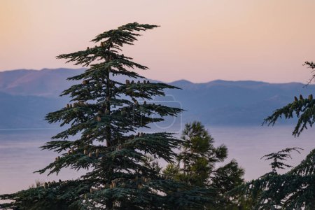 Téléchargez les photos : Paysage avec des conifères dans le parc national au bord du lac - en image libre de droit