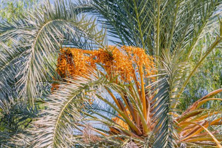 Photo for Tasty dates on a palm tree on a farm - Royalty Free Image