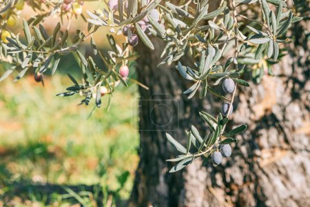 Photo for A vibrant stock photo capturing the lush greenery and neatly aligned rows of olive trees at Olive Fruit Farm - Royalty Free Image