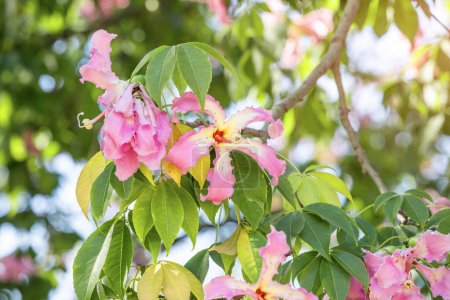 Téléchargez les photos : Ceiba speciosa ou l'arbre à soie en fleur avec des fleurs roses dans le parc de la ville - en image libre de droit
