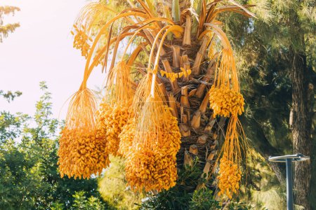 Photo for Tasty dates on a palm tree on a farm or public park - Royalty Free Image