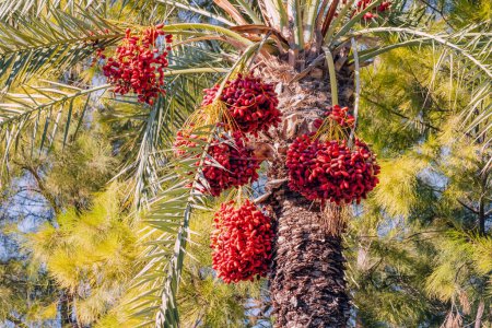Photo for Tasty red dates on a palm tree on a farm or public park - Royalty Free Image