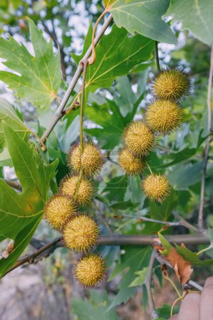 Foto de Hojas y frutos del árbol sycamore platanus de cerca - Imagen libre de derechos