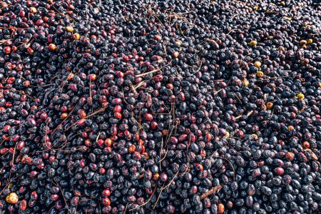 Prozess des Trocknens von Oliven, der die Verwandlung von prallen Früchten in geschrumpfte, dunkle Delikatessen zeigt.