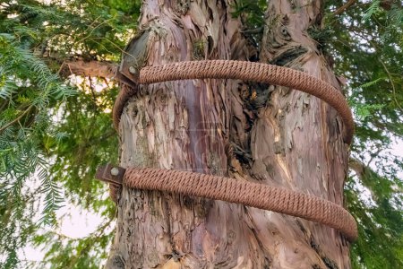 Téléchargez les photos : Un tronc d'arbre montre des signes de dommages et de maladies, soulignant l'importance de la protection et de la préservation de l'environnement. - en image libre de droit