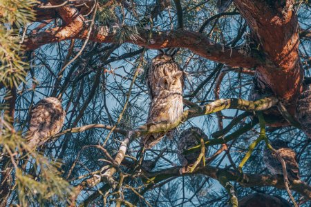 Flock of long-eared owls at winter sleeping at day on a pine tree branch