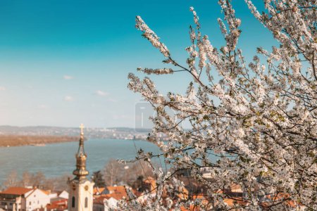 eine malerische Panoramabeobachtung des Belgrader Stadtbildes mit seinen blühenden Kirschbaumblüten im Vordergrund