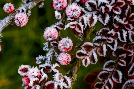 Foto de Winter, Holly Berrie helada. Bayas rojas de acebo común. Un invierno Ilex aquifolium cubierto de heladas. - Imagen libre de derechos