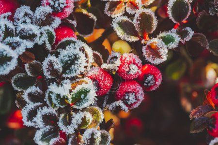Foto de Winter, Holly Berrie helada. Bayas rojas de acebo común. Un invierno Ilex aquifolium cubierto de heladas. - Imagen libre de derechos