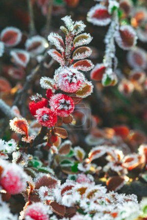Photo for Winter, frosted holly berrie. Red berries of common holly. A winter Ilex aquifolium   covered in  frost. - Royalty Free Image