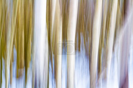 Photo for Close-up.   A blurred image.  Movement. Winter. Blurred trees and bushes in the forest. Abstract background. White, yellow and blue vertical stripes. - Royalty Free Image