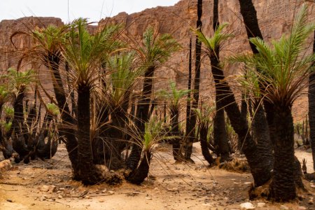 Téléchargez les photos : Regrowing of palm grove aftrer fire. Aharhar Canyon. Tadrart mountains. Sahara Algerian Desert. Illizi Province, Djanet, Algeria, Africa - en image libre de droit