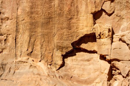 Foto de Petroglifos prehistóricos. Grabados rocosos bellamente conservados que representan ganado. Tadrart Acacus. Parque Nacional Tassili N 'Ajjer.Sahara Argelia, África - Imagen libre de derechos