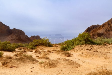 Photo for Aharahar canyon covered in tamarisk trees. Tadrart mountains. Illizi Province, Djanet, Algeria, Africa - Royalty Free Image