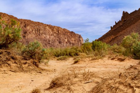 Photo for Aharahar canyon covered in tamarisk trees. Tadrart mountains. Illizi Province, Djanet, Algeria, Africa - Royalty Free Image