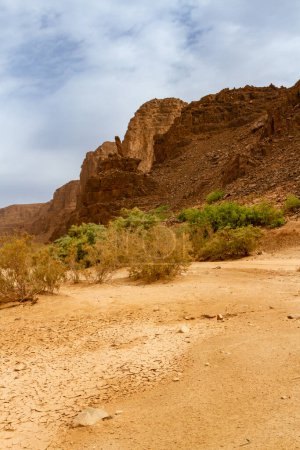 Téléchargez les photos : Canyon d'Aharahar couvert de tamaris. Les montagnes Tadrart. Province d'Illizi, Djanet, Algérie, Afrique - en image libre de droit