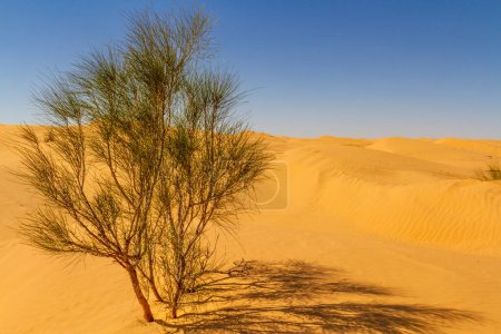 Foto de Árbol de tamarisco solitario salvaje (Tamarix) que crece en una duna de arena en el desierto del Sahara. Desierto cerca del oasis de Ksar Ghilane. Grand Erg Oriental. Túnez - Imagen libre de derechos