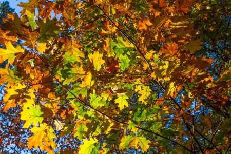Téléchargez les photos : Feuilles d'automne colorées contre un ciel bleu. Contexte. - en image libre de droit