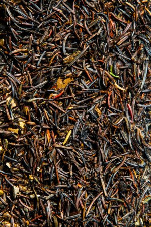 Photo for Brown and black background of conifer needles. Close-up. Wet decayed eastern hemlock needles on the ground. - Royalty Free Image