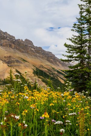 Foto de Arnica montañosa (Arnica latifolia) y valeriana de Sitka (Valeriana sitchensis) en un prado de alta montaña. En el fondo Dolomite Peak. Parque Nacional Banff, Alberta, Canadá - Imagen libre de derechos