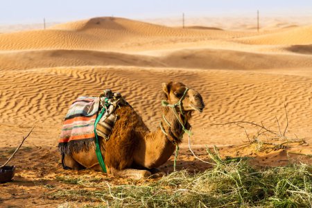 Foto de Un camello, dromedarios (Camelus dromedarius) en una silla de montar tradicional tienen un descanso en la arena sobre el telón de fondo de las dunas. Ksar Ghilane. Grand Erg Oriental. Túnez - Imagen libre de derechos