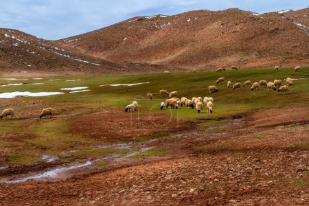 Téléchargez les photos : Un troupeau de moutons (ovis aries) paissant sur les plaines des montagnes de l'Atlas. Haut Atlas Mountains, Maroc. Afrique du Nord. - en image libre de droit