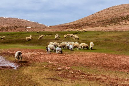 Foto de Una bandada de ovejas (ovis aries) pastando en las llanuras de las montañas del Atlas. Montañas del Alto Atlas, Marruecos. Norte de África. - Imagen libre de derechos
