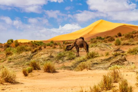 Foto de Camello Dromedario o Camello Arábigo (Camelus dromedarius) pastando. Erg Chebbi, Marruecos, África - Imagen libre de derechos