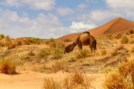Photo for Dromedary Camel or Arabian Camel (Camelus dromedarius) grazing. Erg Chebbi,  Morocco, Africa - Royalty Free Image