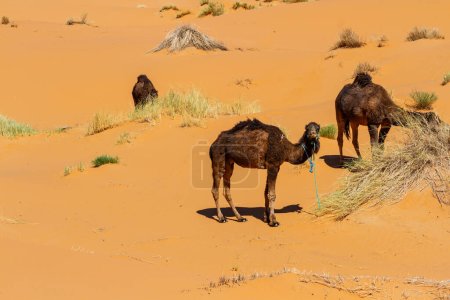Kamele, Dromedare (Camelus dromedarius) in der Sandwüste. Erg Chebbi, Marokko, Afrika