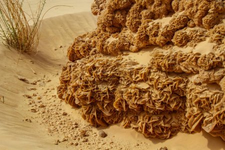 Photo for Large picturesque, natural,  desert rose formation. Tunisia, Africa - Royalty Free Image