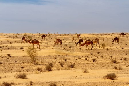 Kamele, Dromedare (Camelus dromedarius) in der Sandwüste. 