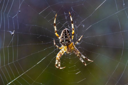 Téléchargez les photos : Ferme là. Araignée de jardin (Araneus Diadematus) assise sur la toile. - en image libre de droit