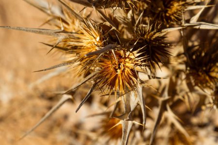 Background. Close-up. Dry plant with long thorns in Sahara desert. Africa