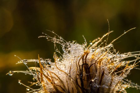 Background. Close-up.  Dry dandelions covered with morning dewdrops. The backdrop of the autumn season.