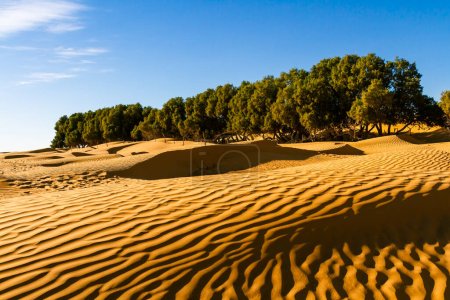 Tamarisk trees in an oasis in the Sahara Desert. Ksar Ghilane, Tunisia, Africa,