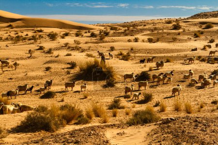 Foto de Una gran bandada de ovejas (ovis aries) pastando en el desierto. Túnez, África - Imagen libre de derechos