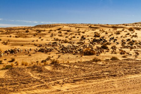 Una gran bandada de ovejas (ovis aries) pastando en el desierto. Túnez, África