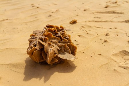 Una gran formación de rosas del desierto natural en la arena. Túnez, África