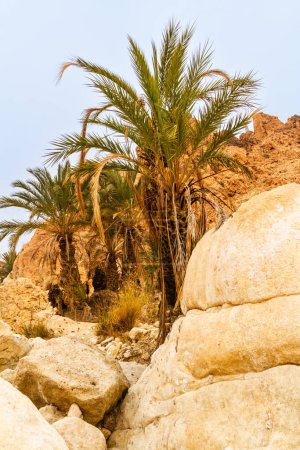 Foto de Pequeño oasis de montaña desierta con palmeras datileras salvajes. Túnez África, - Imagen libre de derechos