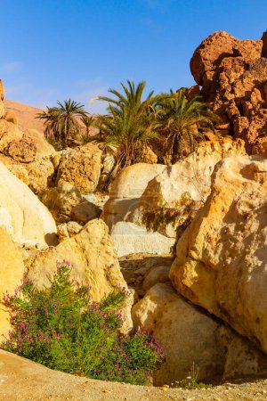 Photo for Small deserted mountain oasis  with wild date palms. Tunisia Africa, - Royalty Free Image