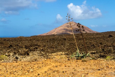 Foto de Sendero a Caldera Blanca. Agaves (Agave) en el campo de lava. Parque Natural Los Volcanes, Lanzarote, Islas Canarias, España - Imagen libre de derechos