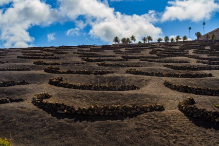 Traditioneller Weinbau auf vulkanischem Boden. Weinberge in der Region La Geria. Lanzarote, Kanarische Inseln, Spanien, Europa