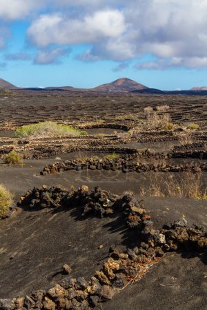 Traditional viticulture on volcanic soil. Vineyards in the La Geria region. Lanzarote island, Canary islands, Spain, Europe