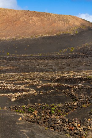Traditioneller Weinbau auf vulkanischem Boden. Weinberge in der Region La Geria. Lanzarote, Kanarische Inseln, Spanien, Europa